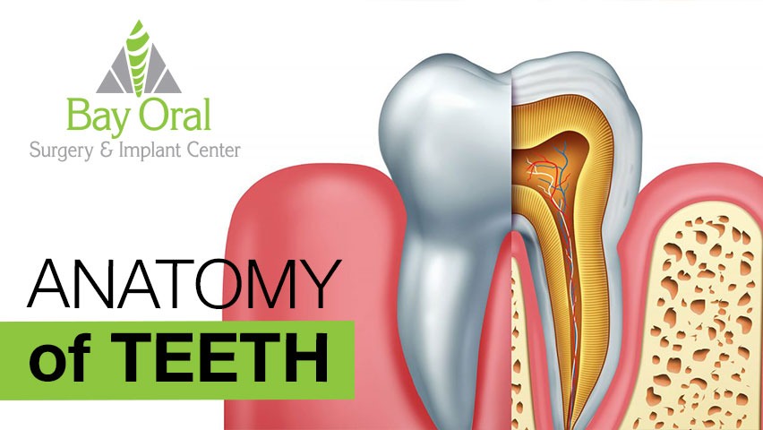 anatomy of teeth dental